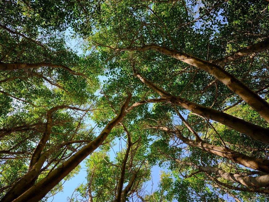 La luz del sol filtrándose a través del dosel de árboles de corteza de papel y palmeras sobre el agua quieta de Bitter Springs cerca de Mataranka