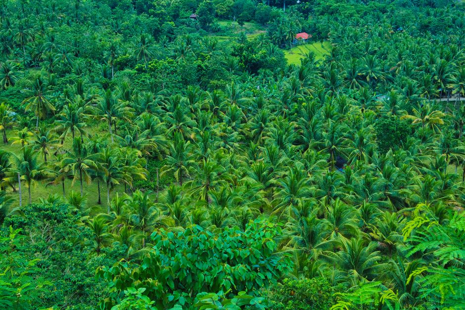 Un bosquecillo de palmeras repollo rojas en Palm Valley, sus copas en forma de abanico recortadas contra las paredes rojas del cañón de arenisca