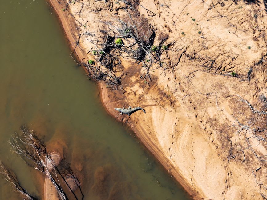 Un cocodrilo de agua salada tomando el sol en un banco de barro a lo largo del río Victoria cerca de Timber Creek al atardecer