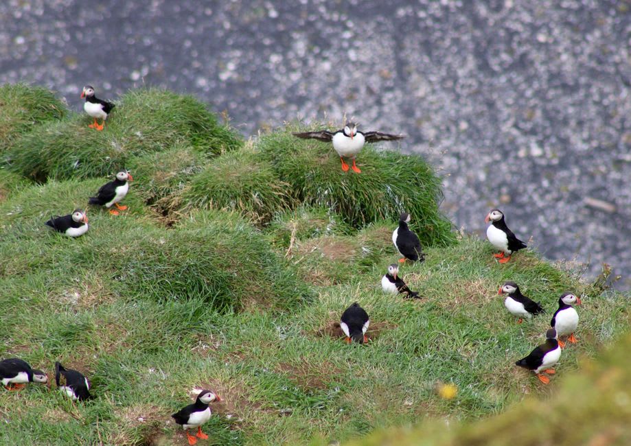Puffins nesting on the grassy cliff edges of Runde Island