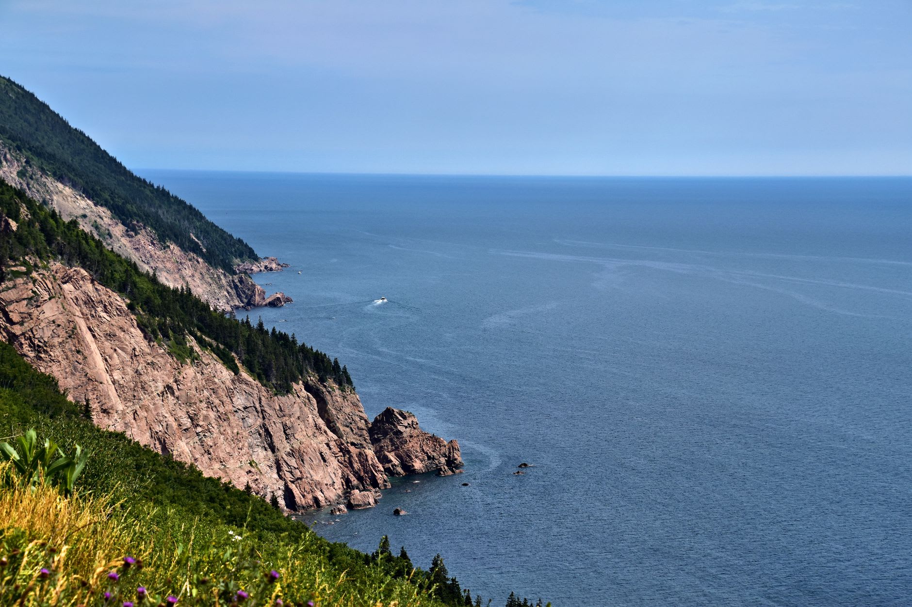 Moose grazing at dusk in a highland clearing with the Gulf of St. Lawrence visible in the far distance