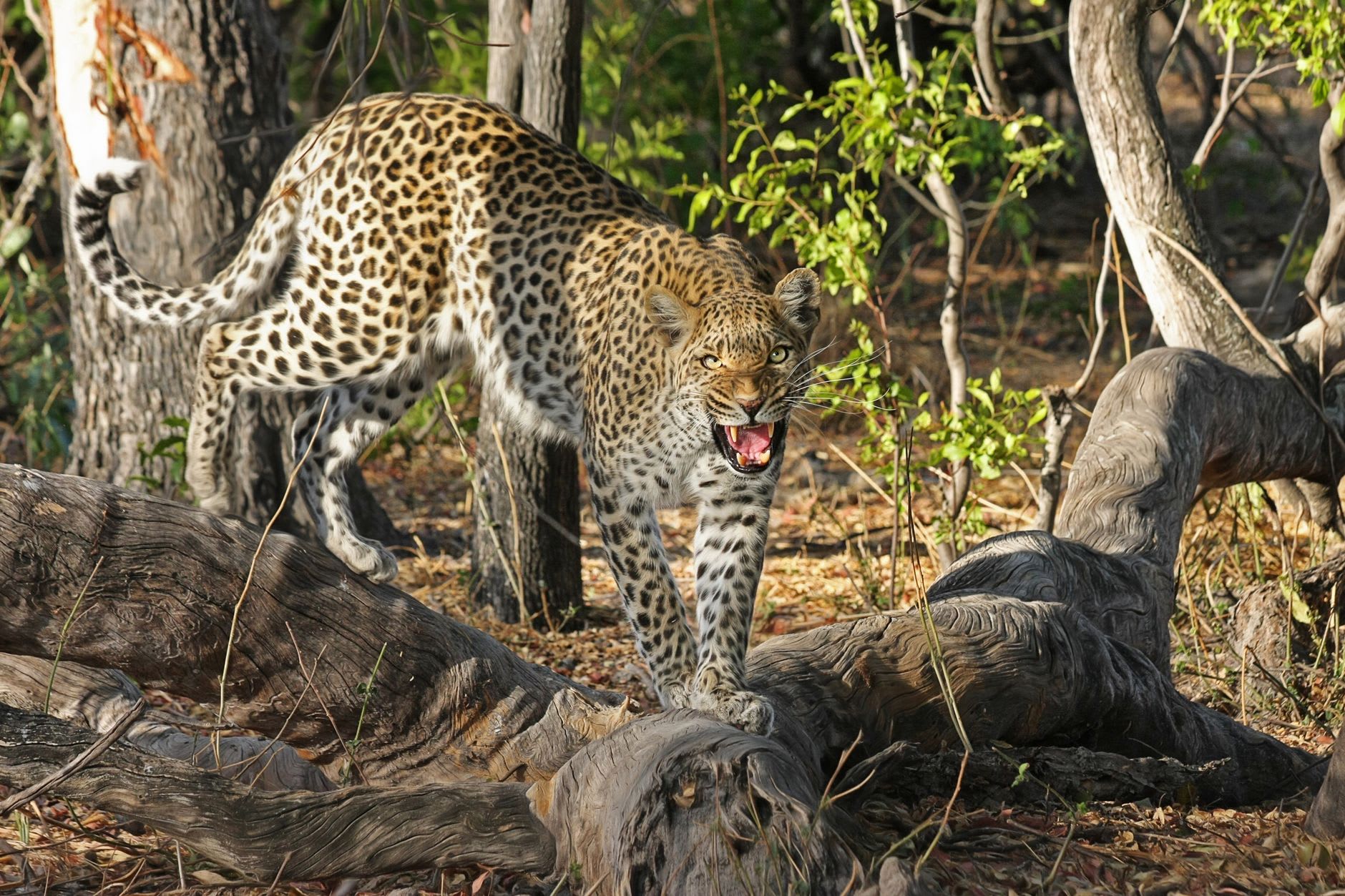 A young Khwai guide scanning the tree line from a game drive vehicle, morning light falling across the mopane forest behind him