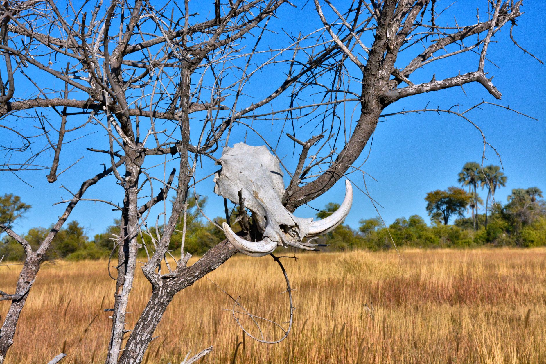 Un mokoro traditionnel pagayant en amont sur l'Okavango à Shakawe, la rivière encore assez étroite pour voir clairement les deux berges, des parois de papyrus de chaque côté