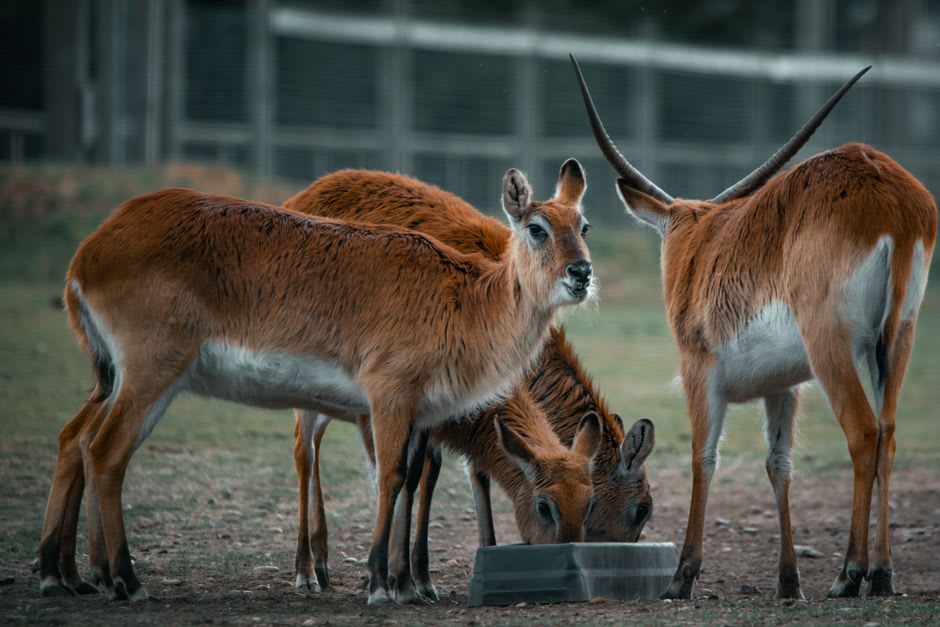 Red lechwe antelope wading through flooded grassland at Vumbura Plains
