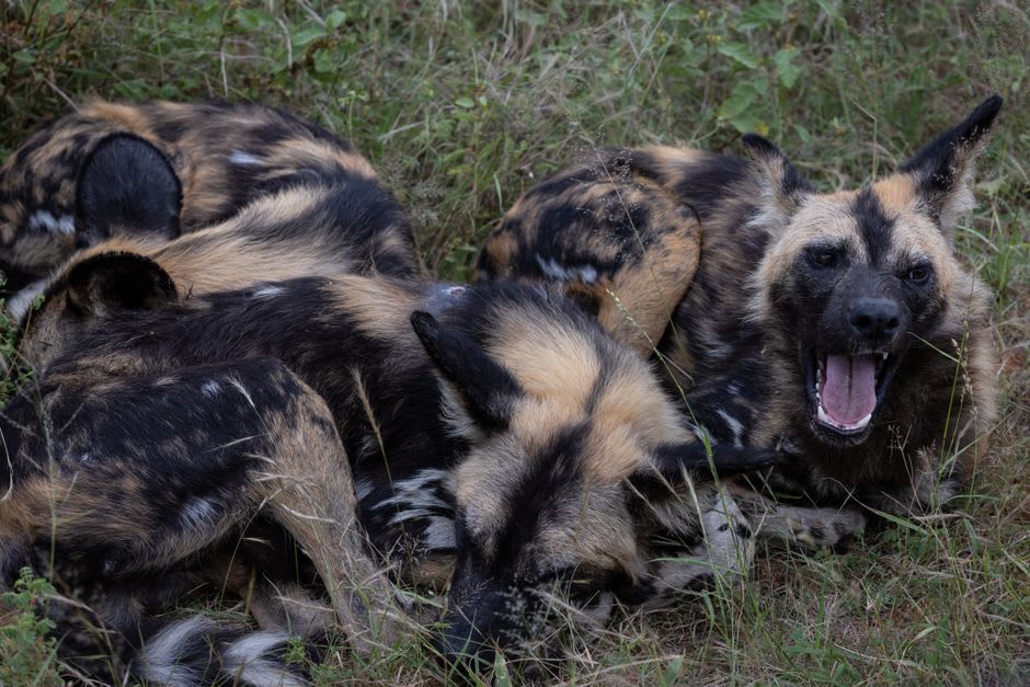 African wild dog pack moving across the open plains near Vumbura, Okavango Delta