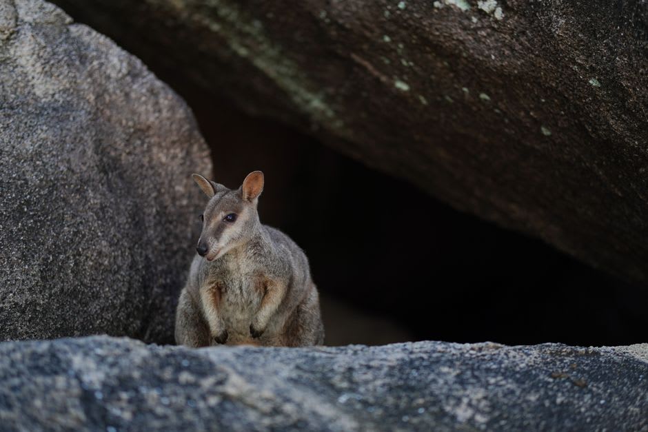 A rock wallaby perched among the boulders of Karlu Karlu at dusk