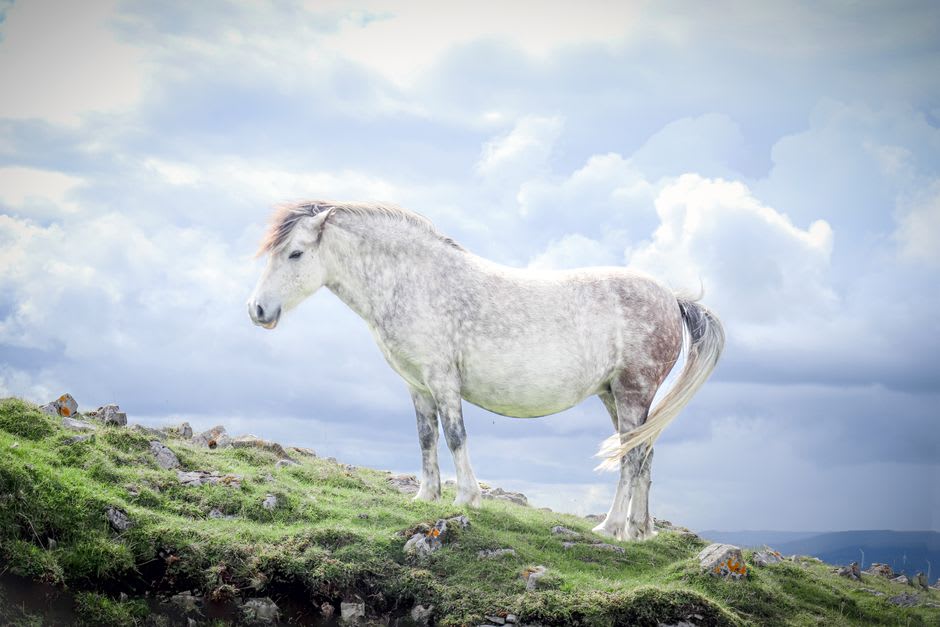 Eriskay ponies grazing on the machair grassland above the shore