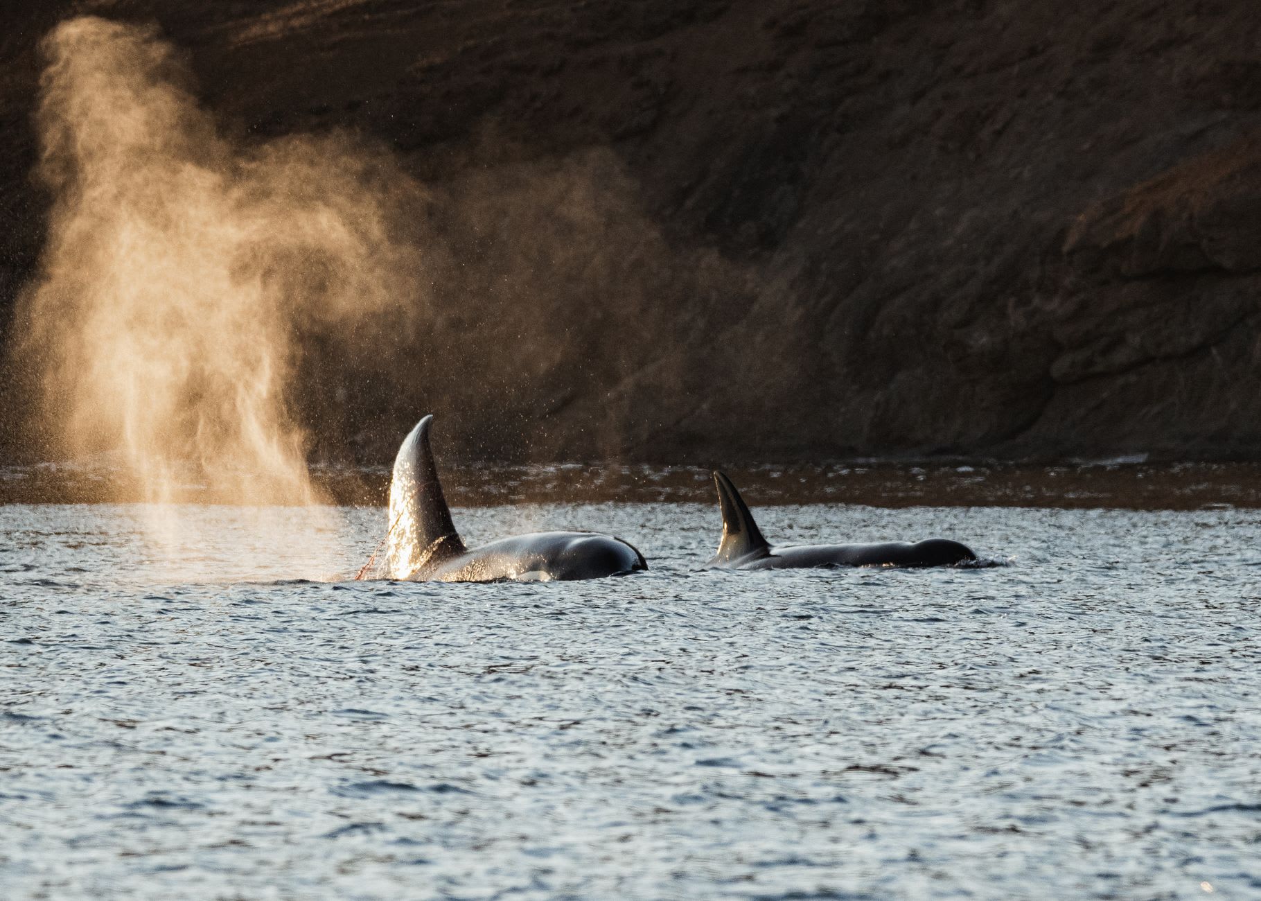 Southern resident orca surfacing in Haro Strait, dorsal fin cutting through still water, San Juan Island shore behind