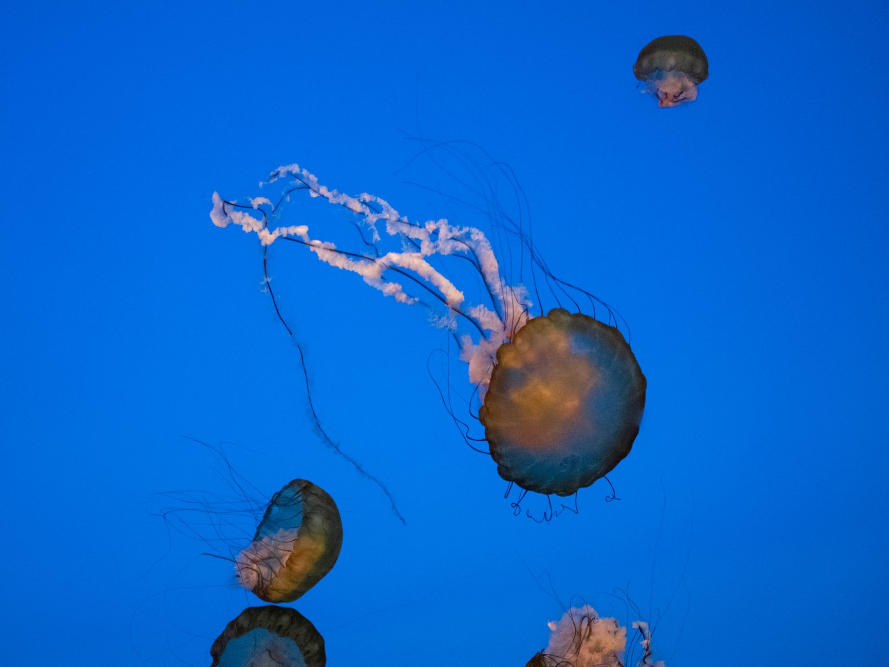 Golden jellyfish pulsing through shallow, sun-lit water — dozens visible in every direction
