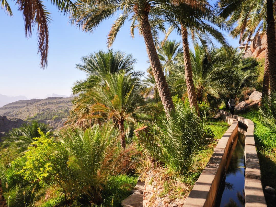 Date palm groves irrigated by channels from the Auja spring, with desert hills visible behind