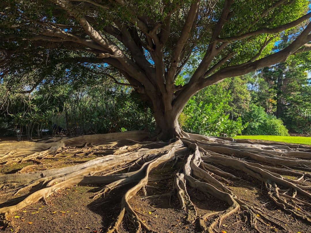 Le sol en mosaïque de l'Arbre de Vie au Palais de Hicham, montrant un lion attaquant une gazelle sous un arbre fruitier