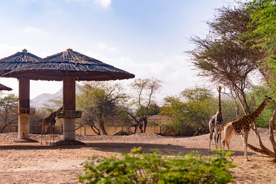 The perimeter fence of Qalqilya zoo with the giraffe enclosure and city rooftops visible beyond