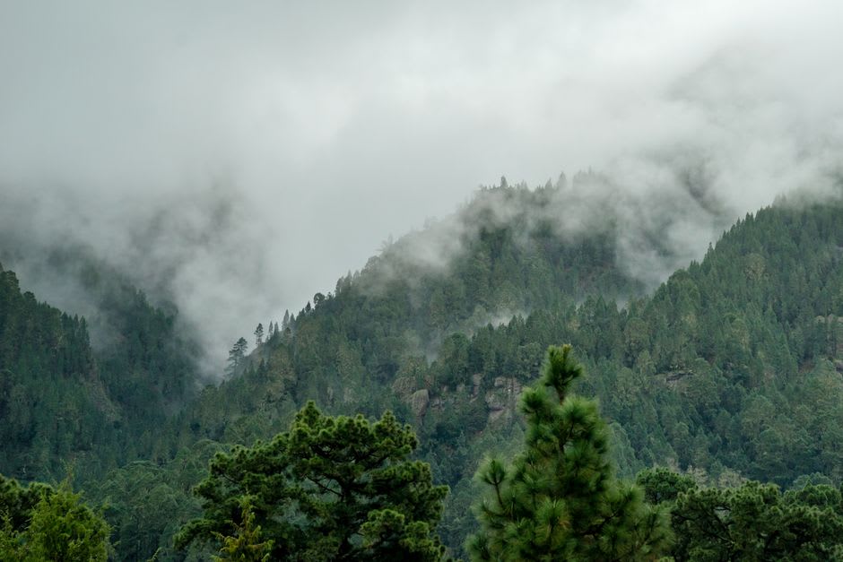 Layered cloud forest inside La Amistad International Park near Cerro Punta, moss-covered trunks and dense undergrowth