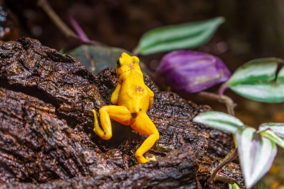 La rana dorada panameña, amarillo brillante con manchas oscuras, descansando sobre una hoja en un recinto de conservación