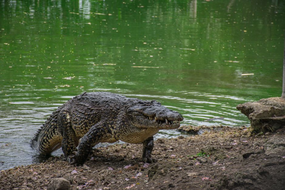 A crocodile resting on a muddy bank at the edge of Gatun Lake, dense forest behind it