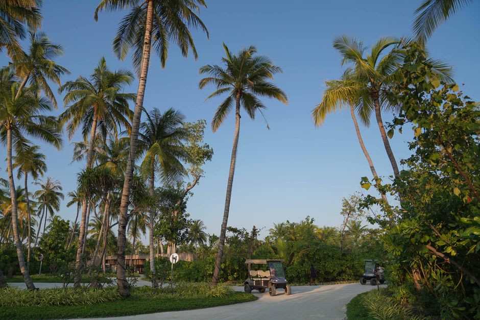 Une voiturette de golf garée sur une route sablonneuse étroite sur Isla Contadora, des palmiers bordant les deux côtés
