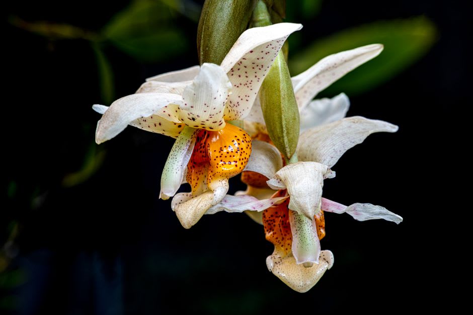 Rows of blooming orchids at a small mountain farm outside Santa Fe de Veraguas, mist in the background