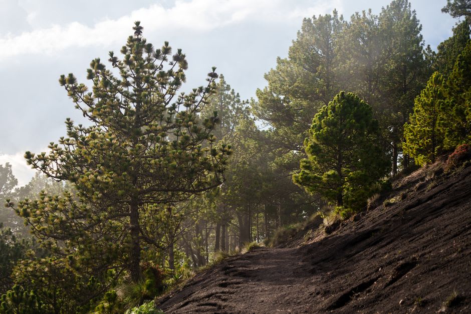 A hiking trail through highland pine and pasture leading toward the cloud-wrapped summit of Volcán Barú