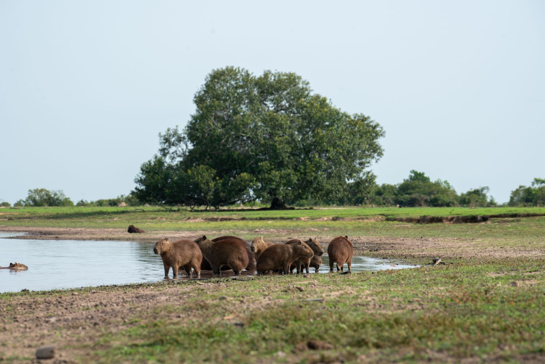 The Aquidauana River seen from the town bridge at low water, red banks and green floodplain stretching to the horizon