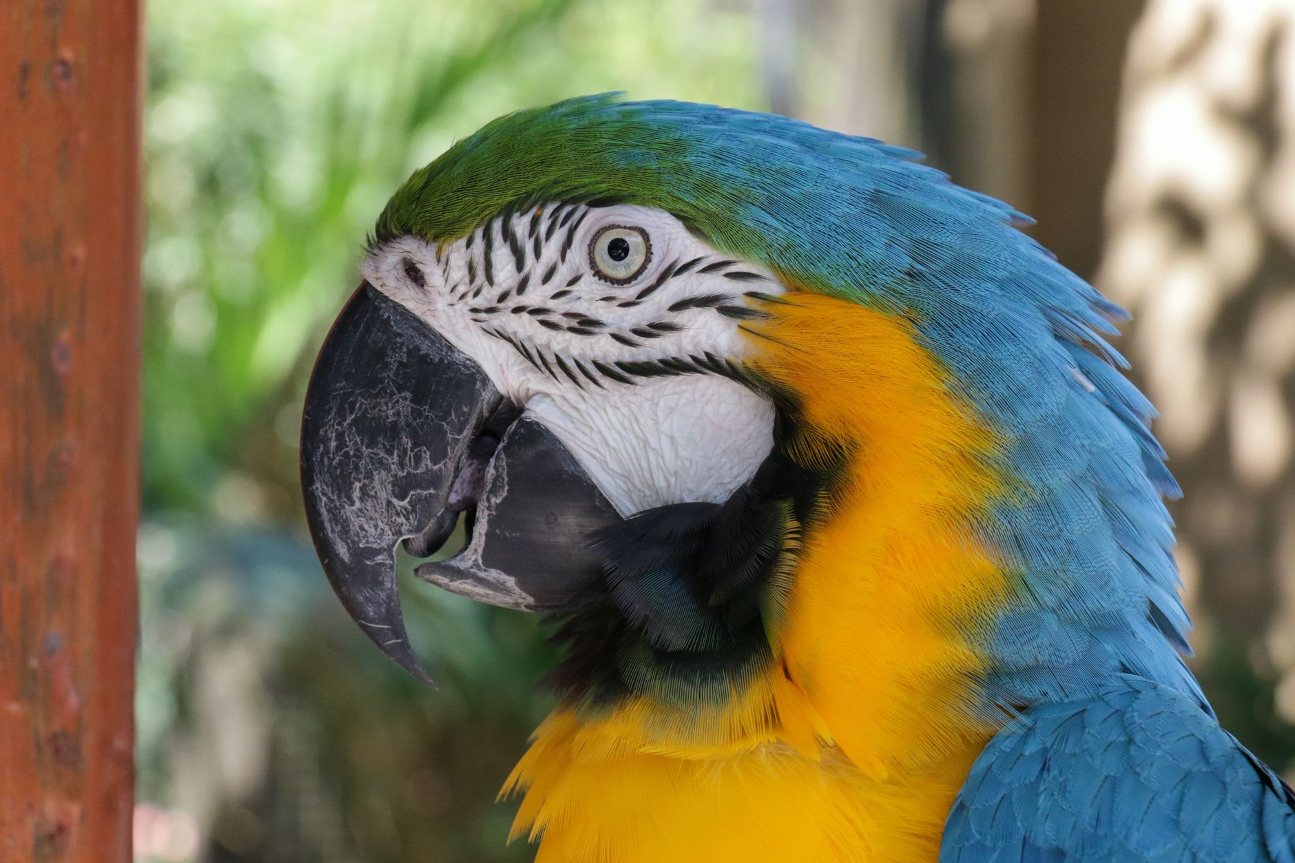 Guacamayas jacinto posadas en un árbol muerto cerca de Poconé al atardecer, azul eléctrico contra el cielo naranja