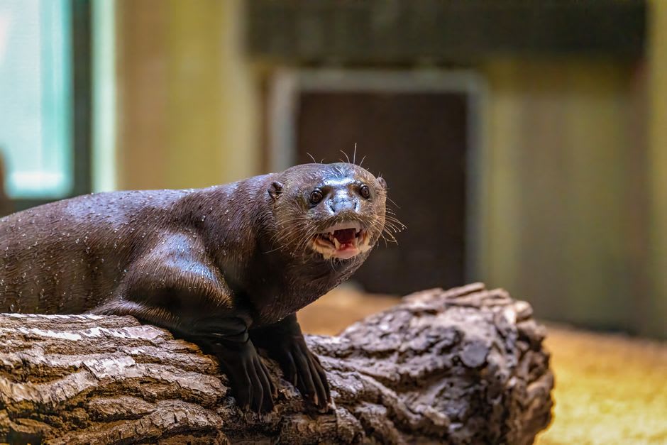 A giant otter surfacing in a calm channel near the base of Serra do Amolar