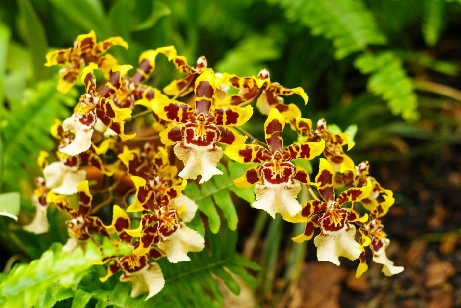 Une dense collection d'orchidées indigènes dans les jardins botaniques de Lae, une lumière tachetée filtrant à travers la canopée sur de délicates fleurs