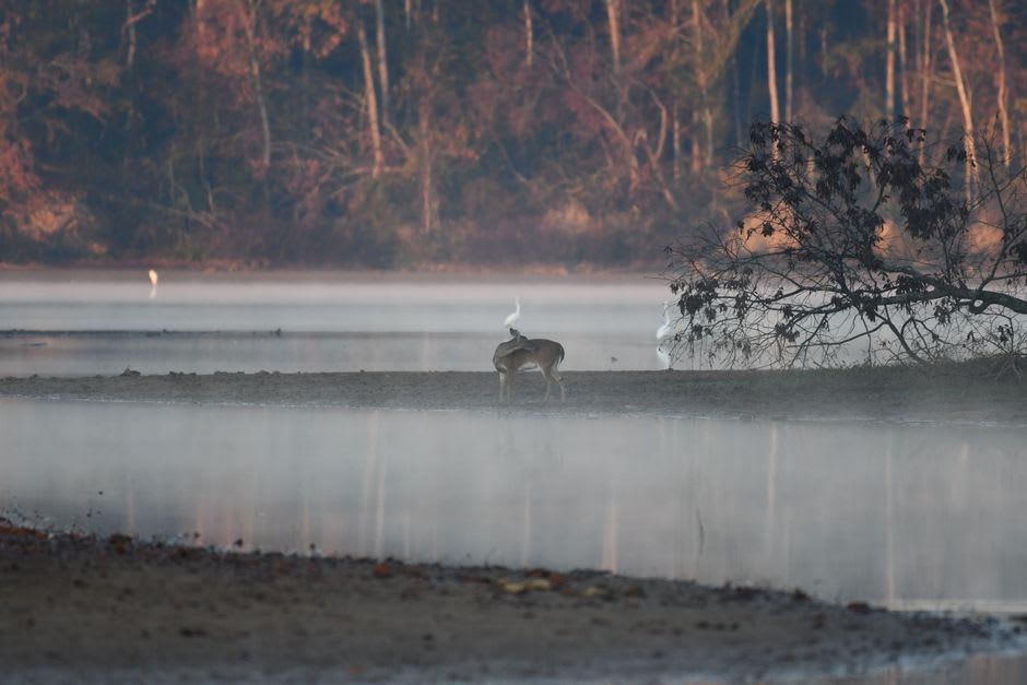 Une grande aigrette debout dans les eaux peu profondes des zones humides près de Bahía Negra à l'aube, brume s'élevant du fleuve Paraguay