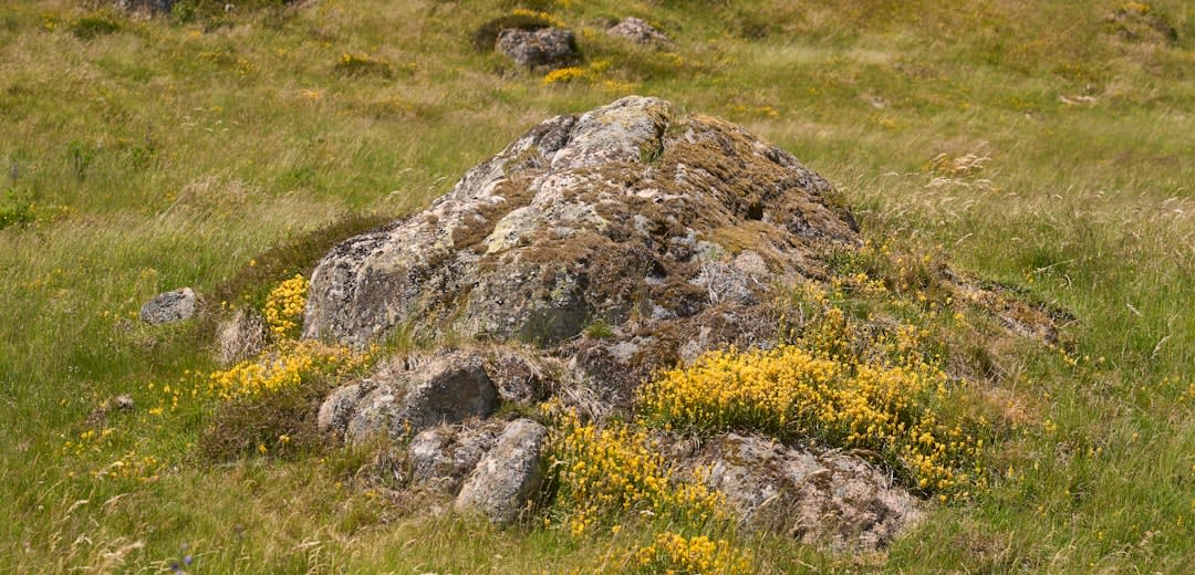 The stone walls of Jesus de Tavarangue rising at uneven heights against open grassland, swallows nesting in the unfinished openings