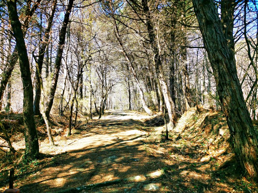 The forest trail leading to Salto Cristal, late afternoon light filtering through the dense canopy of the Atlantic Forest reserve