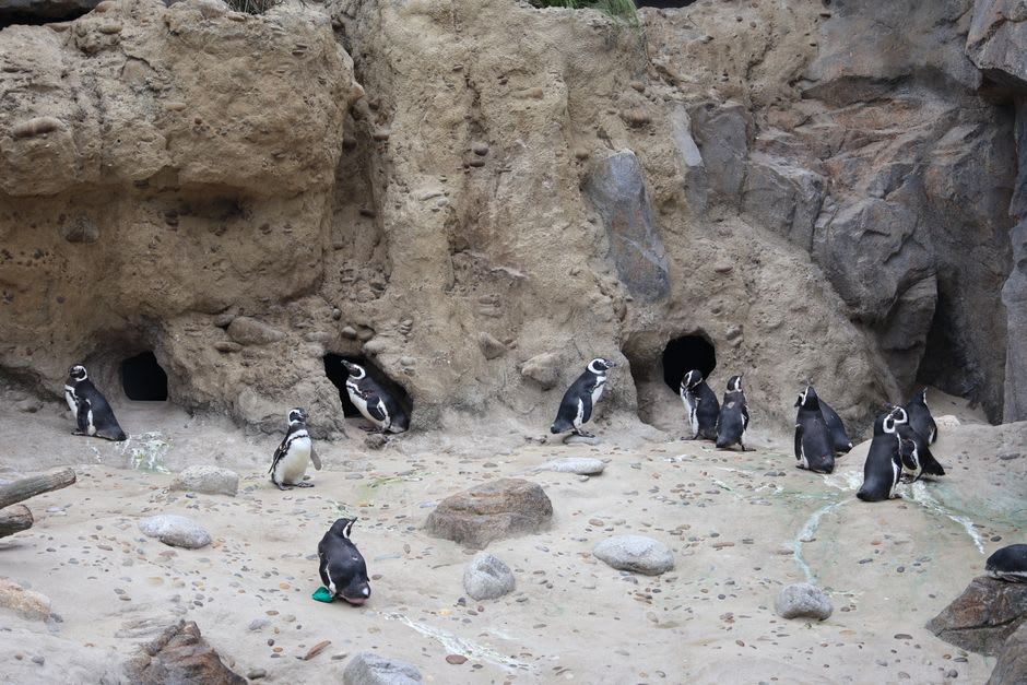 A Magellanic penguin standing at the entrance of its burrow among coastal scrub at Punta Tombo