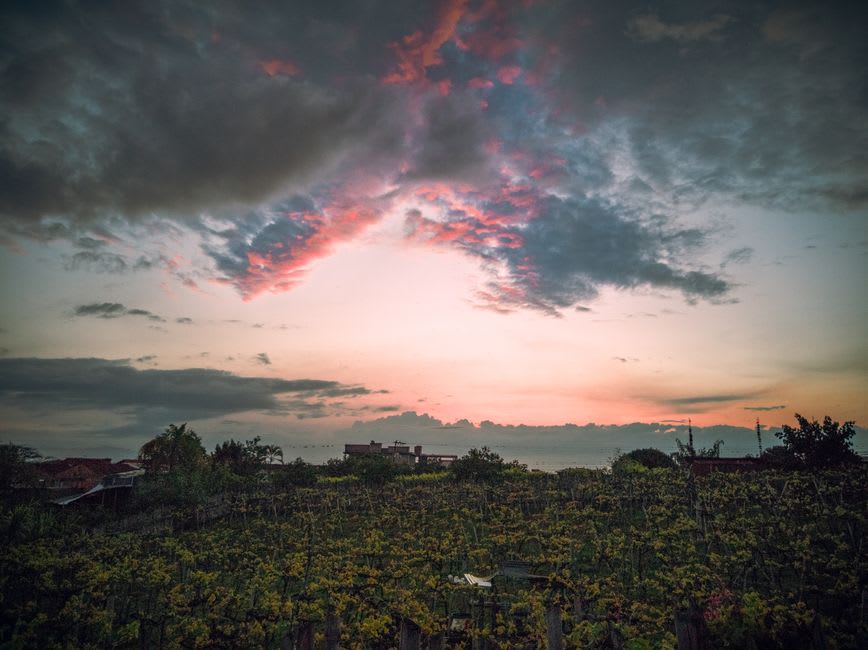Rows of Agiorgitiko vines in the Nemea valley at sunset with hills in the background