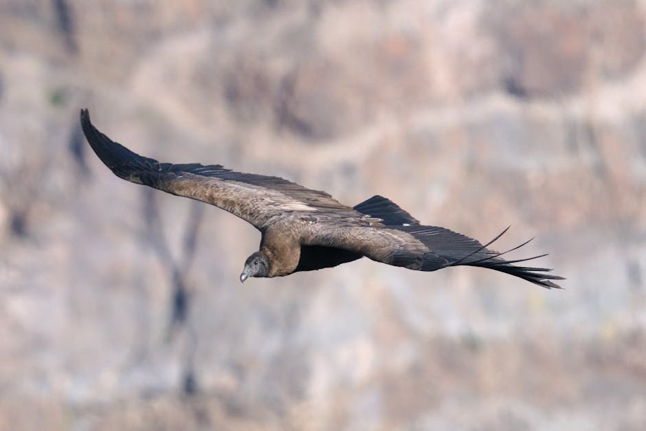 Morning light illuminating the vast depth of Colca Canyon