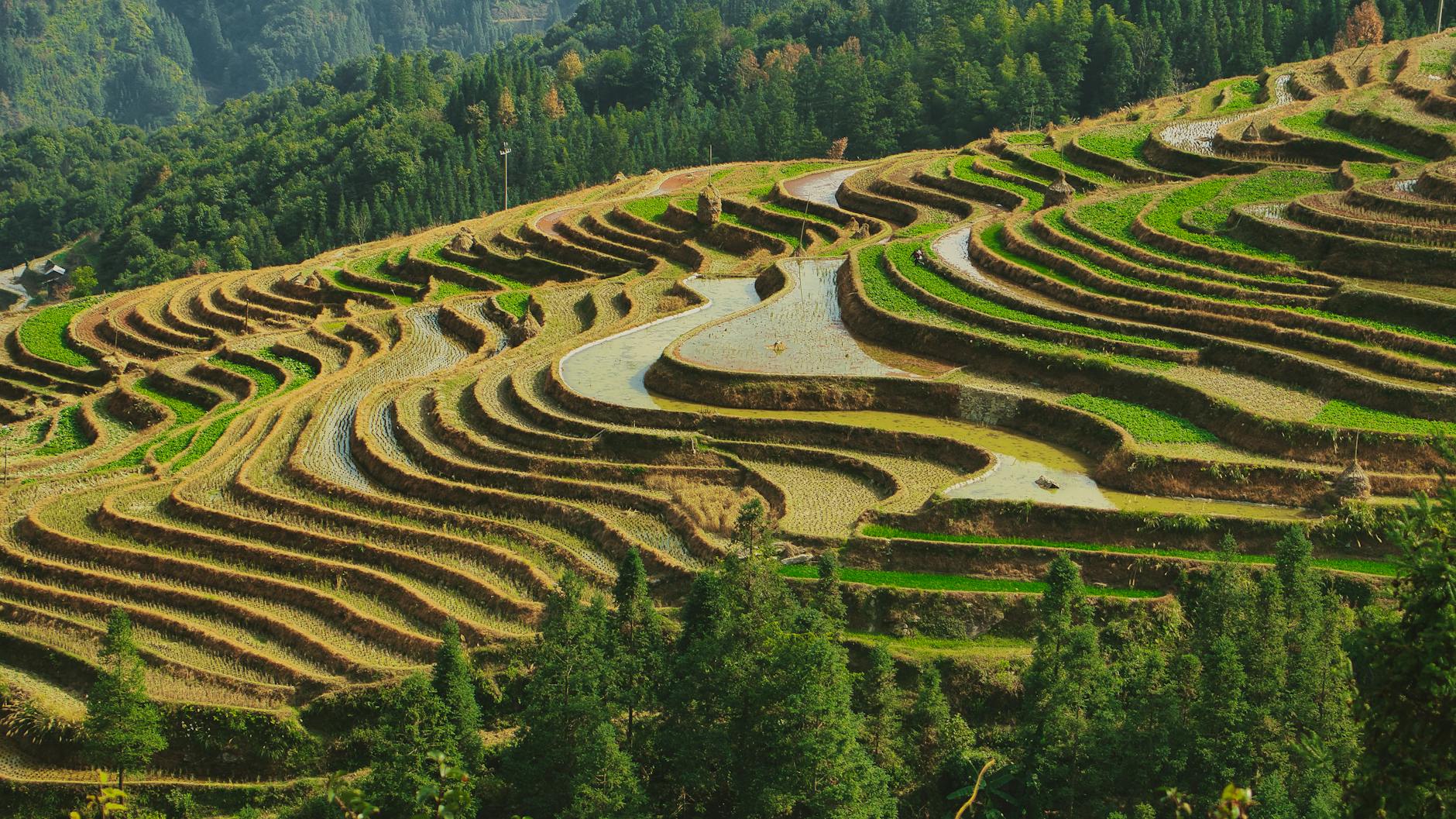 A farmer working in flooded rice paddies with mountains behind