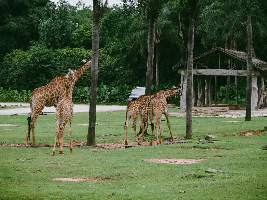 A giraffe wandering across open grassland at Safari Phú Quốc