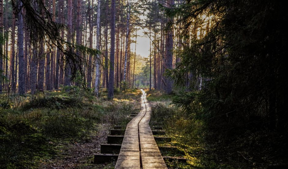 Wooden walking trail winding through pine trees near the hot springs