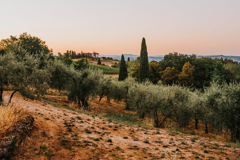 Moscatel vineyard rows near Favaios glowing amber in the evening light on the Douro plateau