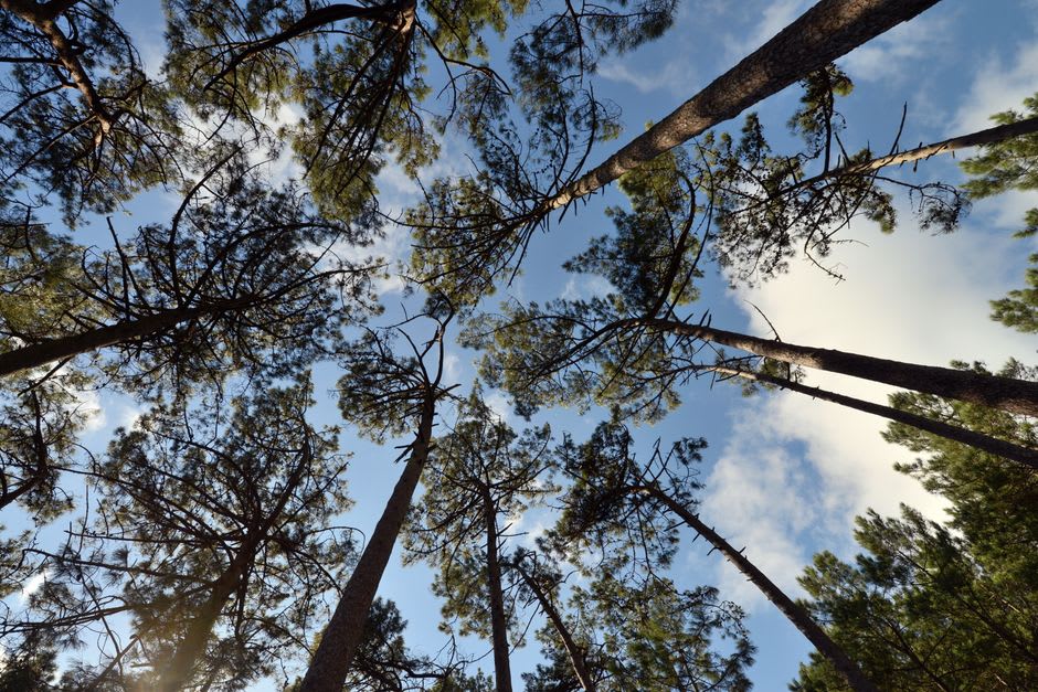 Sunlight filtering through the tall pine trees of the Pinhal de Leiria forest near the coast
