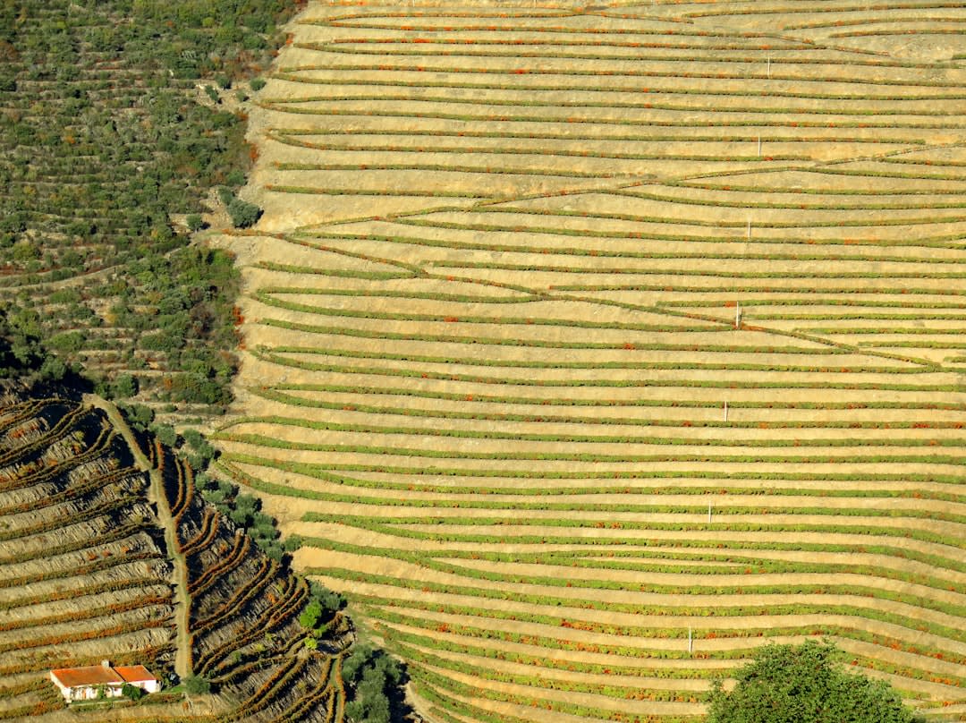 Steep terraced vineyard hillsides above the Douro river near Peso da Régua at golden hour