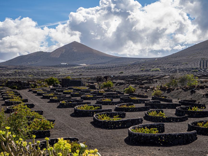 Grid of black volcanic stone-walled vineyard enclosures called currais stretching along Pico's coastline