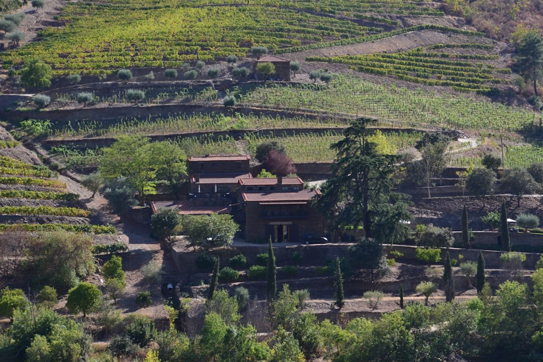 Sunset light over the Douro river valley near Pinhão with terraced vineyard rows in the foreground