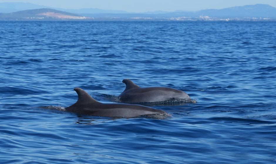 Bottlenose dolphin surfacing in the Sado estuary near Setúbal with fishing boats in the background