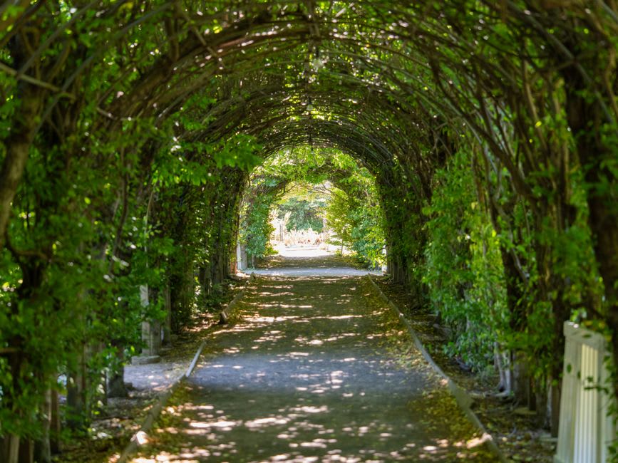 The long cedar tree tunnel at Casa de Mateus with dappled sunlight filtering through the interwoven branches