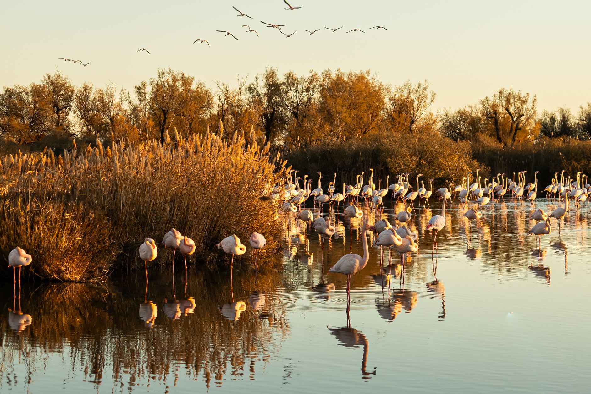 Flamencos comunes vadeando en las aguas teñidas de rosa del Étang de Vaccarès, sus reflejos duplicándose en la superficie inmóvil