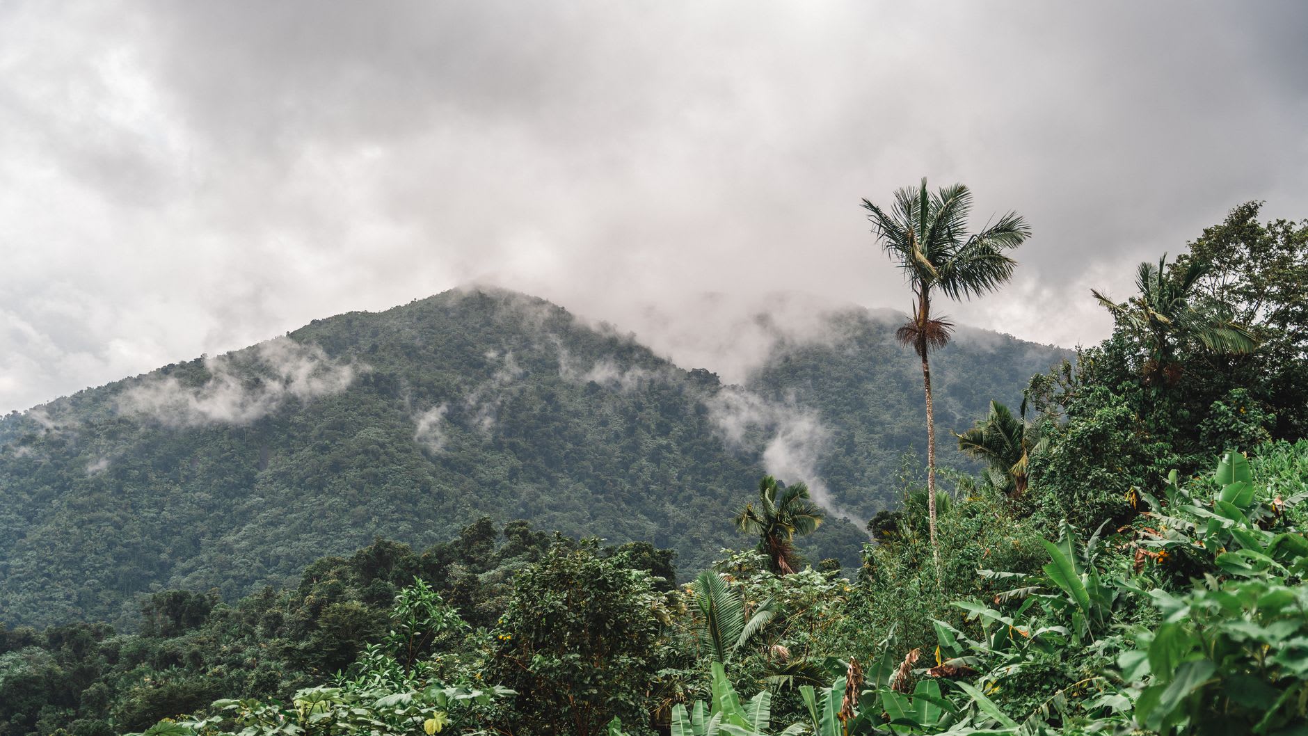 Mossy rocks and giant ferns along a trail through El Yunque's dense tropical rainforest