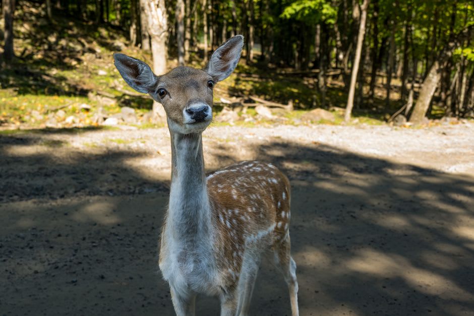 A wapiti elk with a full rack of antlers leaning toward an open car window at Parc Omega, forest visible behind