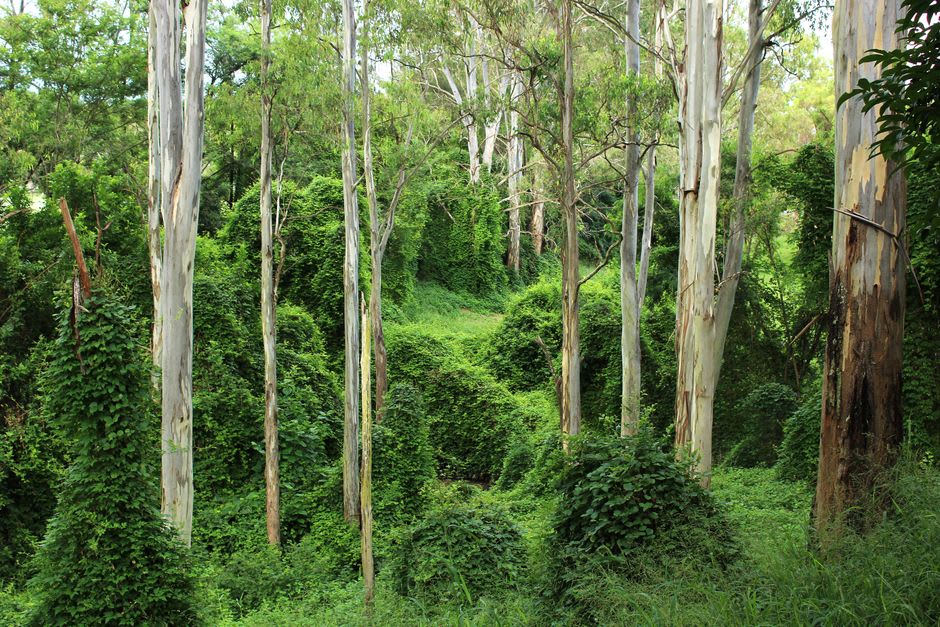 Un sendero de senderismo bien transitado serpenteando por un bosque de eucaliptos en las laderas bajas de las Glass House Mountains