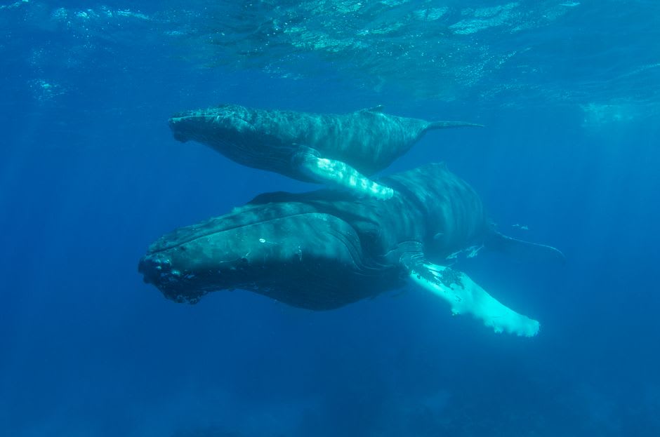 Una ballena jorobada y su cría saliendo juntas a la superficie en las aguas tranquilas de Hervey Bay, la costa de Fraser Island visible a lo lejos
