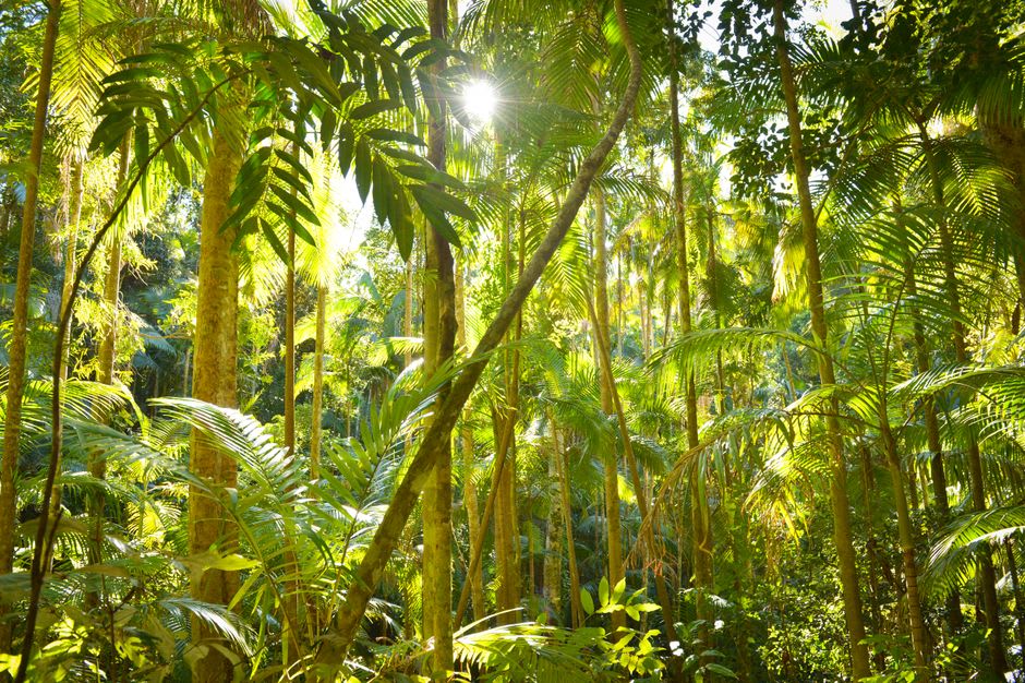 Sunlight filtering through ancient strangler figs and tree ferns in the Lamington rainforest canopy