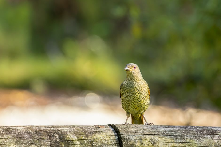 A colorful regent bowerbird perched on a rainforest branch, its black and gold plumage vivid against the green