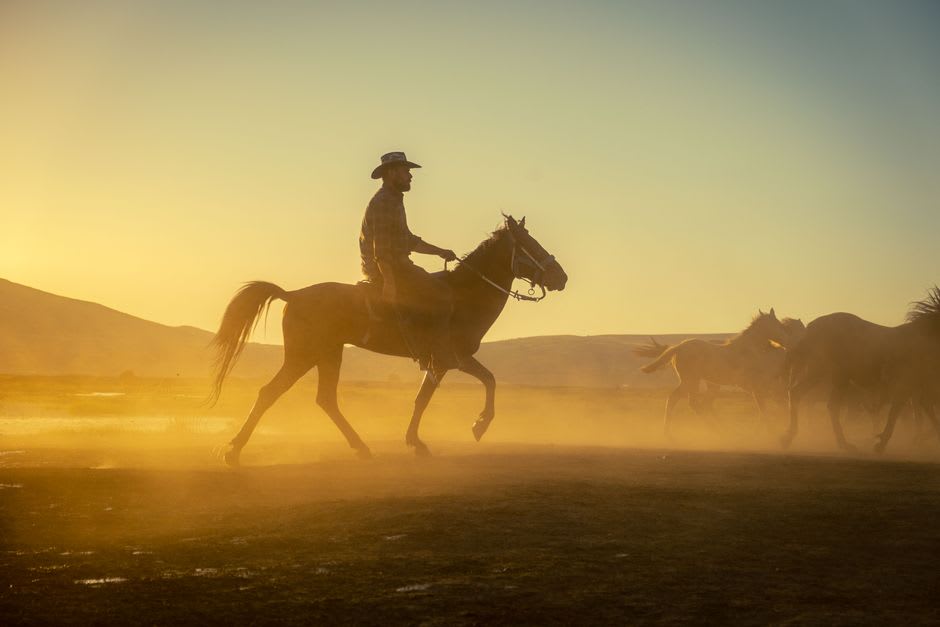 A stockman on horseback working cattle at the Australian Stockman's Hall of Fame demonstration yard in Longreach